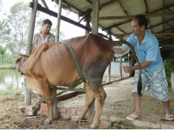 Một số biện pháp kỹ thuật nhằm nâng cao hiệu quả thụ tinh nhân tạo cho bò trong nông hộ