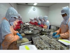 Vietnam able to master parent shrimp production