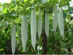 Kỹ thuật trồng cây mướp Nhật trong thùng xốp giải nhiệt mùa hè cho cả nhà