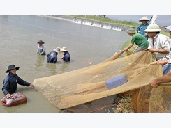 Sử dụng chế phẩm sinh học trong nuôi tôm