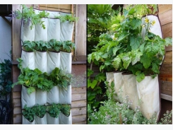 Độc đáo mô hình kỹ thuật trồng rau sạch bằng túi vải ăn quanh năm