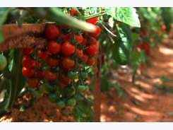 Growing Tomatoes Under Glass