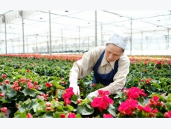 Vietnam sees opportunity in fruit, vegetable, flower exports