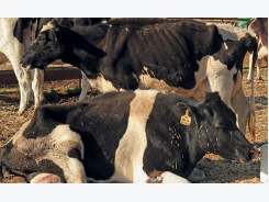 Enzootic bovine leucosis: Dairy’s cancer time bomb