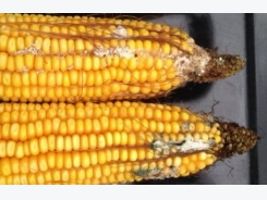 Harvest analysis indicates high levels of mycotoxins in U.S. corn silage