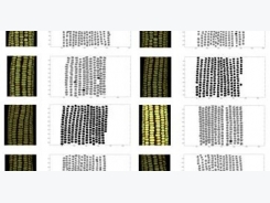 New method analyzes corn kernel characteristics