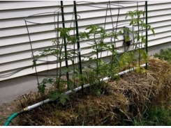 Expert Tips for Growing Garden Tomatoes – Straw Bale Culture