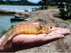 Study challenges farmed shrimp concerns