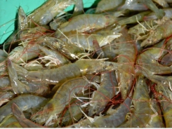 Intensive production of Pacific white shrimp in a photo-heterotrophic, hypersaline system 2
