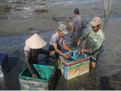 Tôm càng xanh được mùa kép, nông dân Cà Mau có lãi