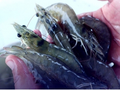 Ecuador's Sustainable Shrimp Partnership moves forward with creating shrimp-farming standar
