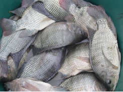 Mô hình nuôi cá rô phi theo Viet Gap cho năng suất, sản lượng cao