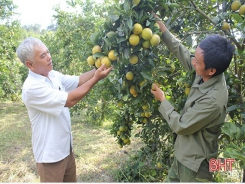 Chủ nhân vườn cam lớn nhất Thượng Lộc chia sẻ bí quyết thu hơn nửa tỷ mỗi năm