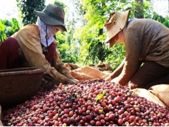 Measures urged to improve quality of Vietnamese coffee