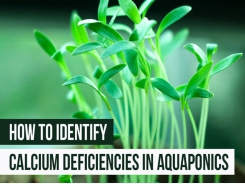 How to Identify a Calcium Deficiency in Aquaponics