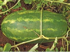 Give your watermelons the correct nutrient mix