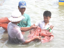 Agriculture ministry advises boosting shrimp farming