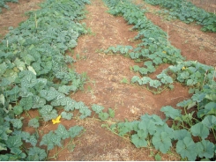 Fertilising cucurbits for crop success