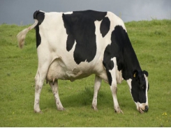 Changing manure management could significantly reduce dairy methane emissions