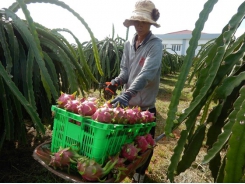 Khan hiếm hàng, giá thanh long tăng cao