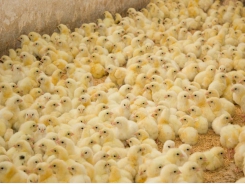 Why is methionine important for young chicks?
