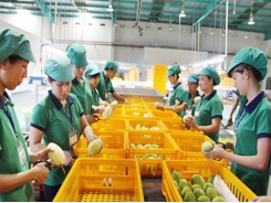 It is difficult to protect Intellectual Property Rights for exported fruit