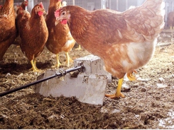 Tools for litter management in cage-free layer houses