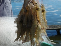 Intensive production of Pacific white shrimp in a photo-heterotrophic, hypersaline system 1