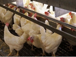 Calculating additional resource needs in cage-free