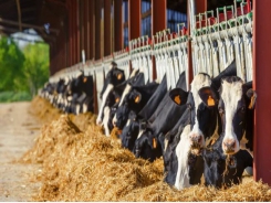 Clay supplements improve dairy cows' immune response to aflatoxins