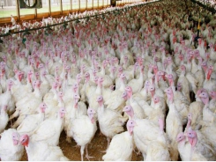 Minnesota finds H5N2 low-path avian flu in commercial turkey flock