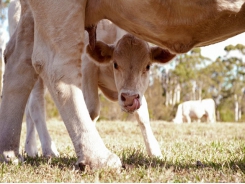 Cow's high selenium diets may boost protein transfer to calves