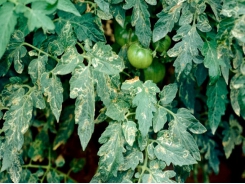 Managing leaf miners in tomato crops