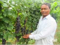 Giống nho rượu NH02-90 (Syrah): Cơ hội phát triển