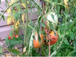 Growing tomatoes in a bacterial wilt area