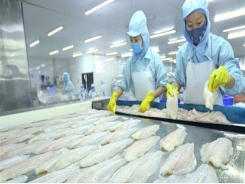 Pangasius exports to US marker rocket in Q3