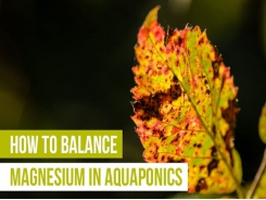 How to Effectively Balance Magnesium in Aquaponics