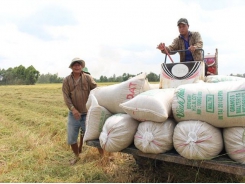 Vietnamese traders win deal to export 29,000 tons of rice to Philippines