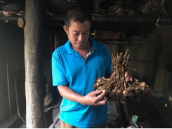 Residents in Pu Bin commune step up purple garlic cultivation