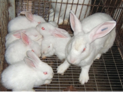 Phòng và trị bệnh cho thỏ - Phần 1