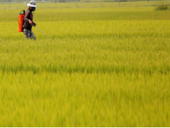$50 billion surplus: Vietnamese agriculture reaps hi-tech dividends
