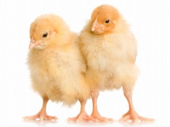 5 tips for raising healthy antibiotic-free poultry
