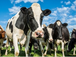 Advancements in technology may lead to improved rumen function, fiber digestion
