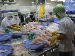 Global market bodes well for Vietnamese tra fish exports