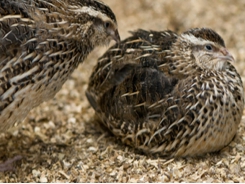 Kỹ thuật nuôi dưỡng chim cút mái trong giai đoạn đẻ trứng