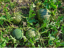 Growing watermelons – part 1