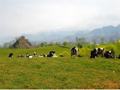 Vì sao bò ở Mộc Châu cho nhiều sữa?