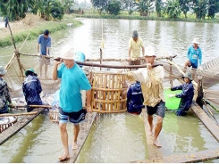 Pangasius fish export turnover possible to hit $2 billion this year