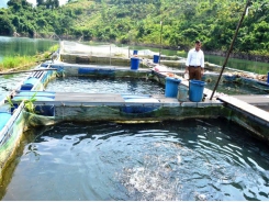 Fish cage farming has changed the lives of the lakeside residents