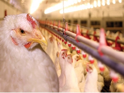 Managing poultry water systems for antibiotic-free flocks
